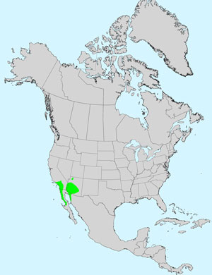 North America species range map for Arizona Cottonrose, Logfia arizonica: Click image for full size map.